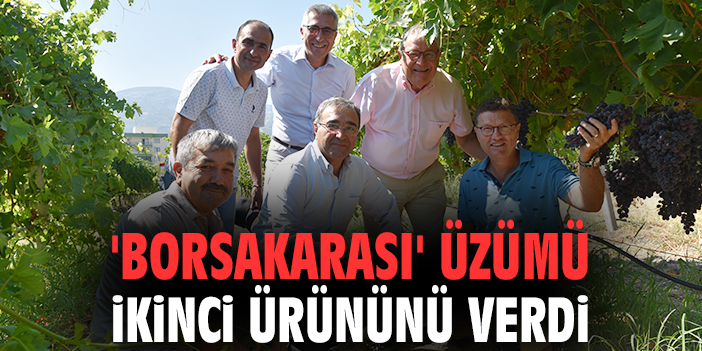 Borsakarası Üzümü: Yeni Bir Tarım Harikası