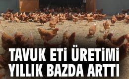 Tavuk Eti ve Yumurtada Üretim Artışı!