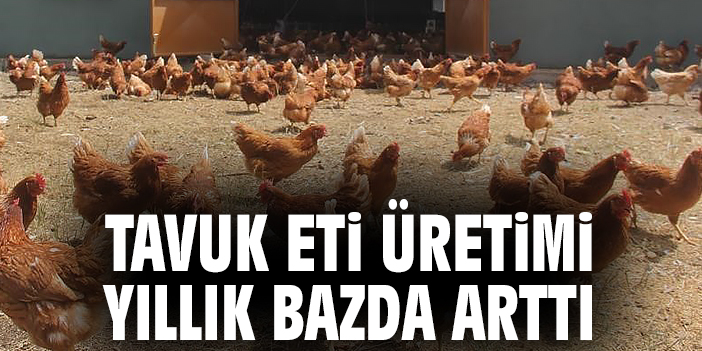 Tavuk Eti ve Yumurtada Üretim Artışı!