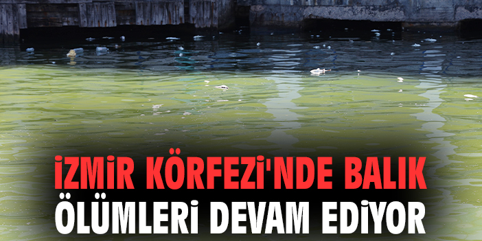 İzmir’de Denizdeki Balık Ölümleri Artıyor!
