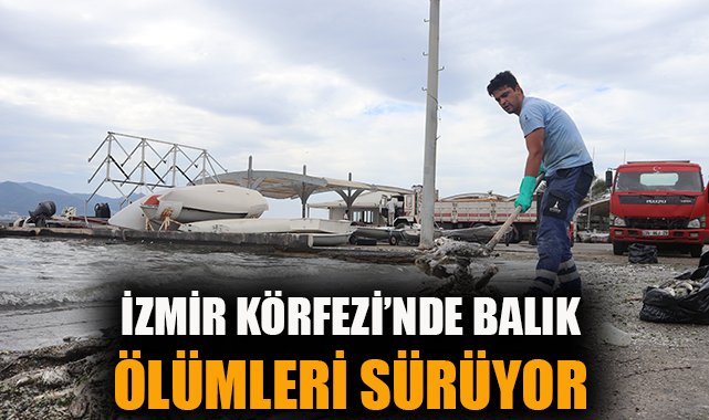 İzmir’de Ölü Balık Krizi: Kıyıya Vuran Tehlike!