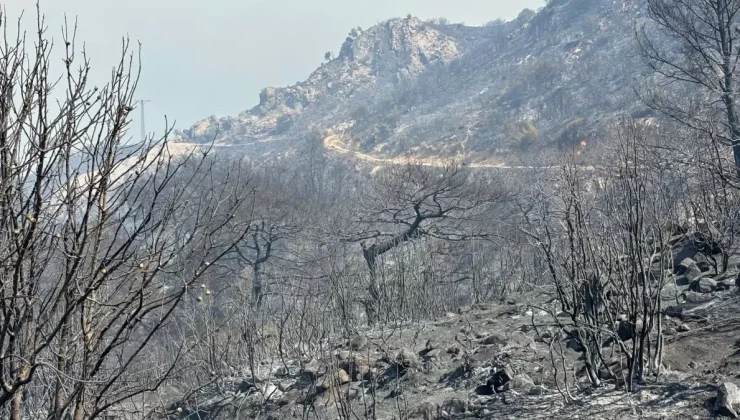 İzmir Yangınları Sabotajsız, Suç Oranı Düşüyor!