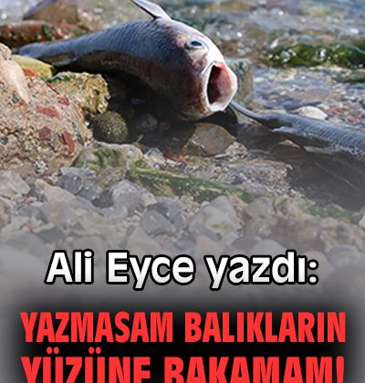 Hayvan Hakları: Dört Ekim Gerçekten Yeter Mi?