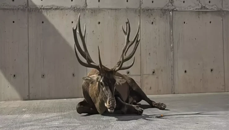 Yaralı Kızılgeyik İzmir’de Tedavi Altında!