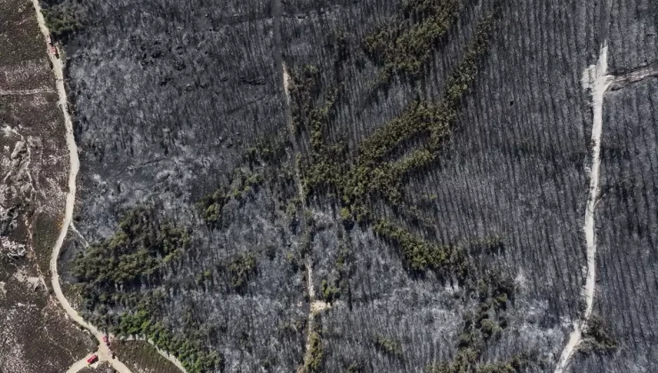 Foça’daki Orman Yangını: 340 Hektar Küle Döndü