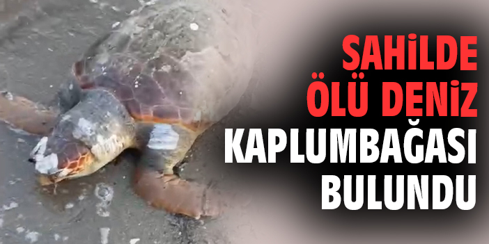 Urla’da Telefon Kaydıyla Caretta Caretta Faciası