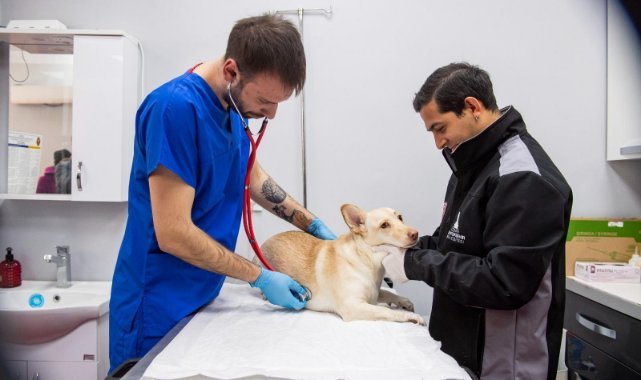 İzmir’de Sokak Hayvanlarına Ücretsiz Destek Aşamasında!