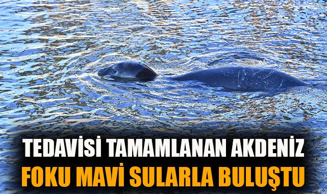 Zeytin Fok, Tedavi Edilip Doğaya Döndü!