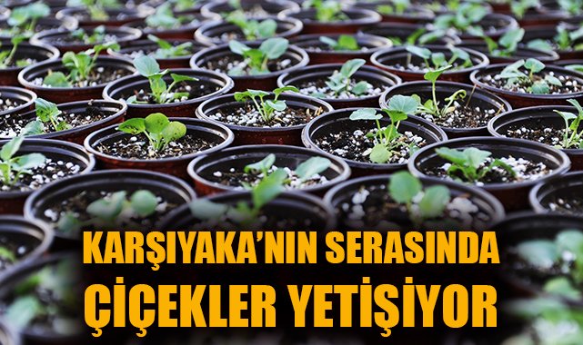 Karşıyaka Parkları Renkleniyor: 10 Bin Menekşe!