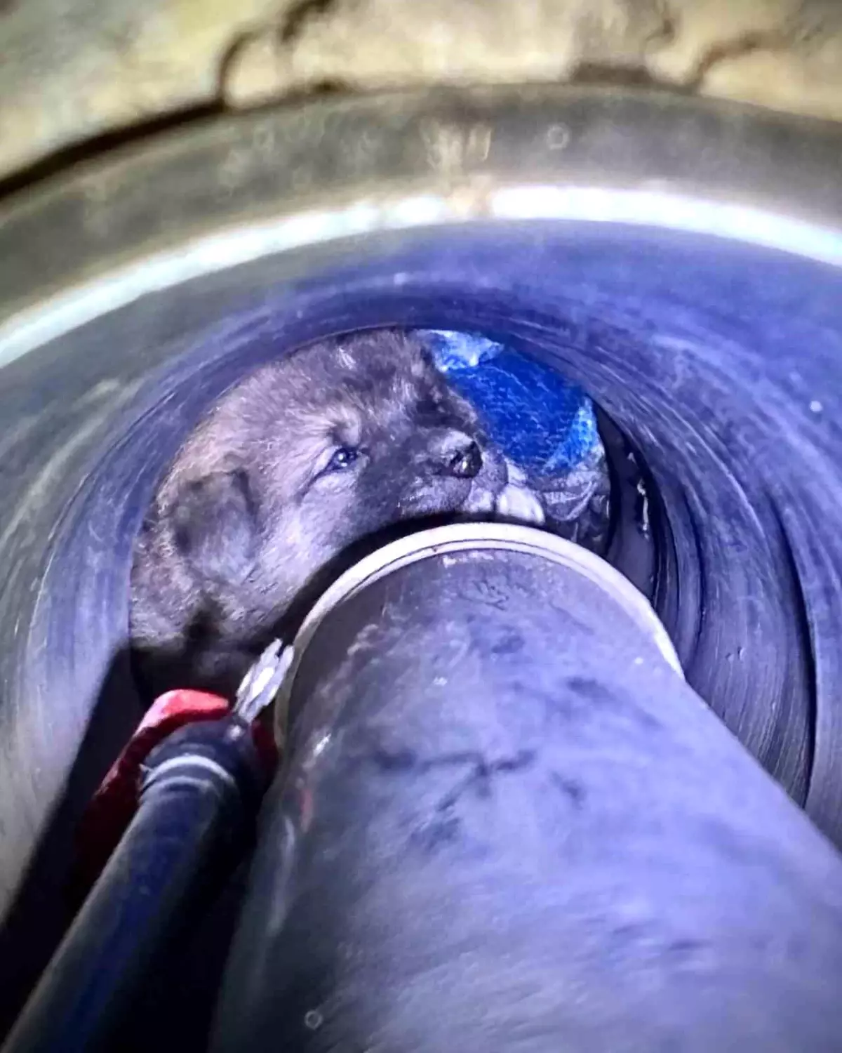Foça’da Yavru Köpeği Kanal Borusundan Kurtardılar!