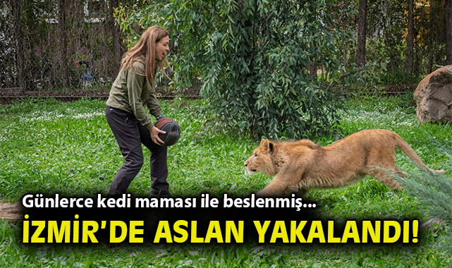 Yavru Aslan İzmir Doğal Yaşam Parkı’nda Tedavi Ediliyor!