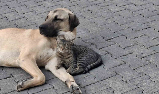 Hayvan Kimliklendirme Yönetmeliği’nde Süre Uzatıldı