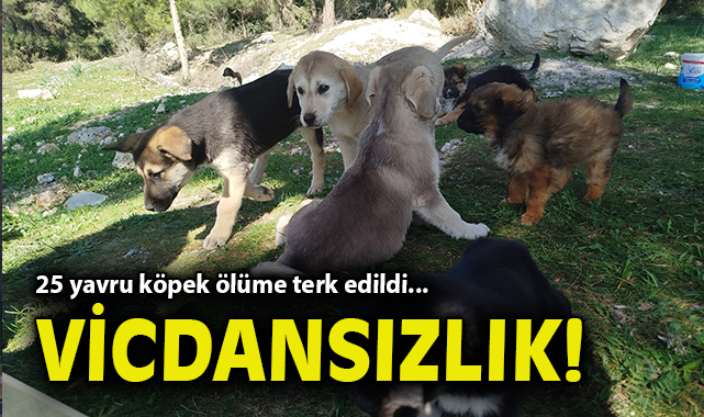 Gaziemir’de Terkedilen 25 Yavru Köpeğe Yürekler Dağlandı!