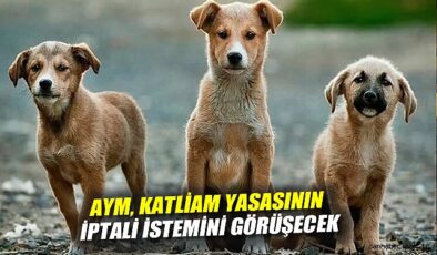AYM, Sokak Hayvanları Yasasını Esastan Görüşecek
