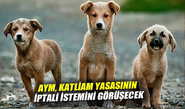 AYM, Sokak Hayvanları Yasasını Esastan Görüşecek