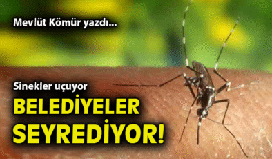 Sinekler Mahalleyi Bastı, Belediye Ne Bekliyor?
