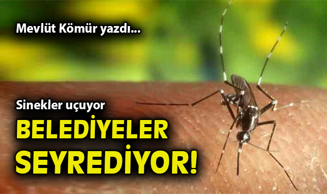 Sinekler Mahalleyi Bastı, Belediye Ne Bekliyor?