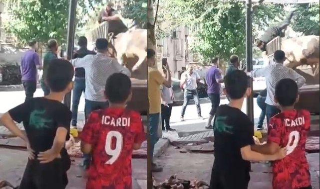 Boğa Saldırısı: Kasap Çileği Bir Viral Olay!
