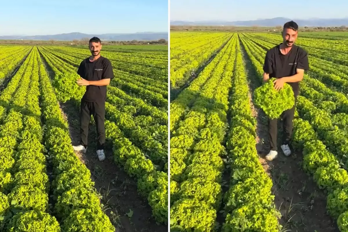 Çiftçiden Isyan: Kıvırcık 2 TL, Koyun Otlatsın!