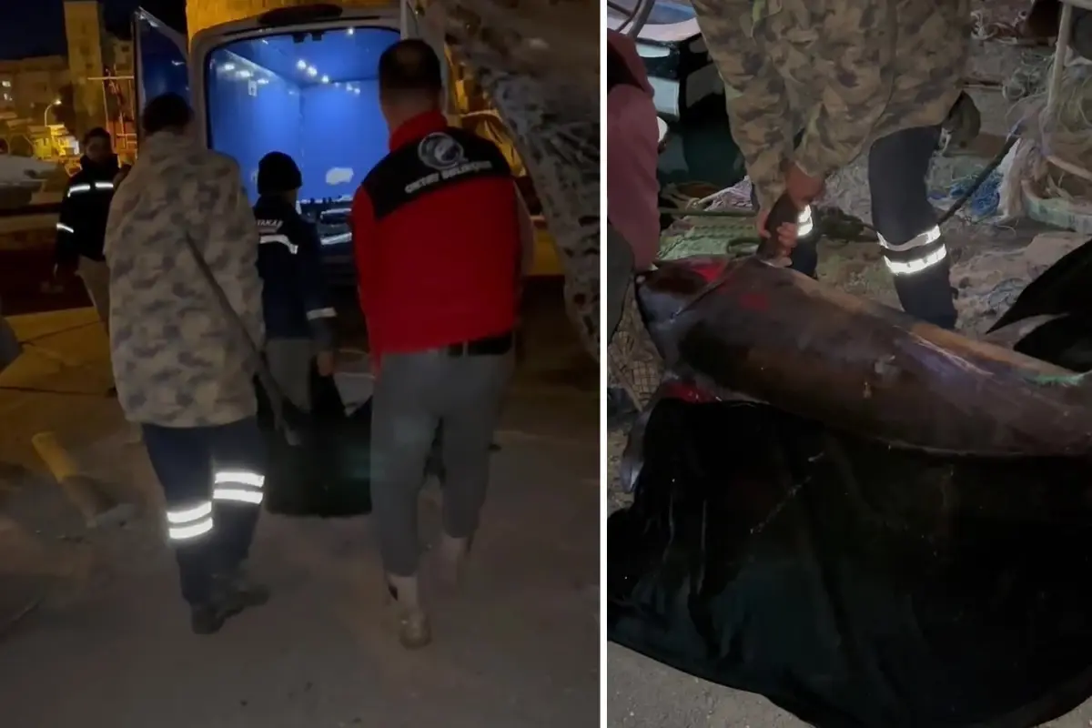 Dev Kılıç Balığı: 2,5 Saatlik Mücadelenin Zaferi!