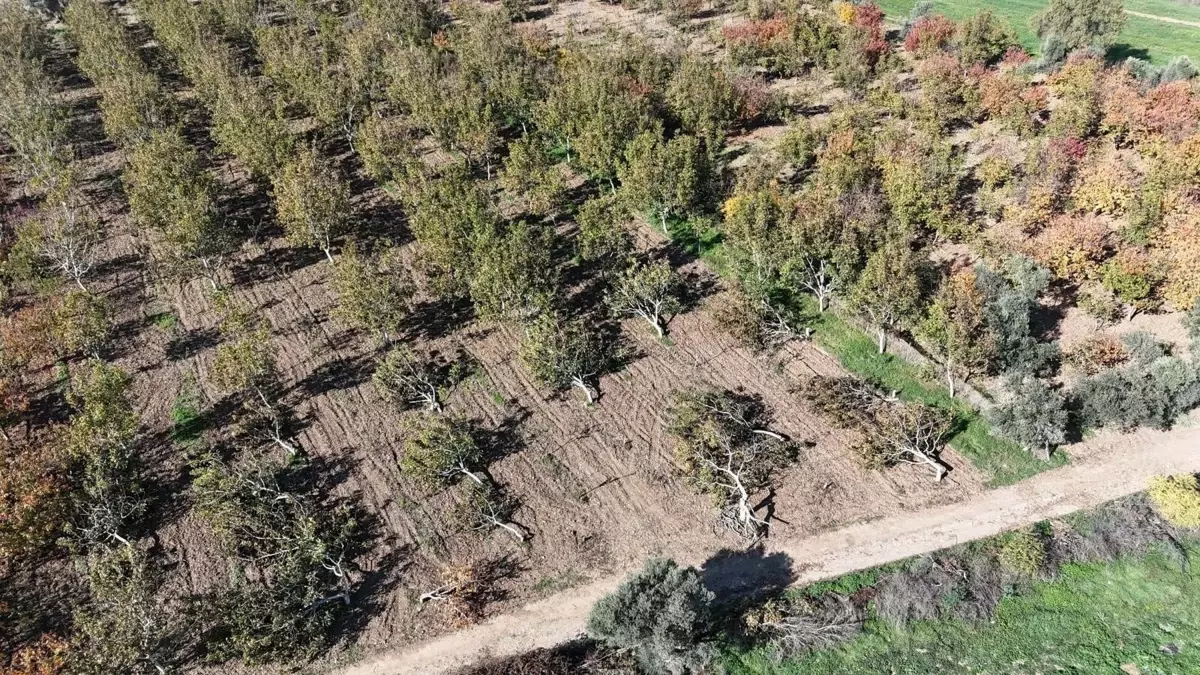 Ceviz Ağaçları Kökünden Kesildi: Şok Edici Olay!