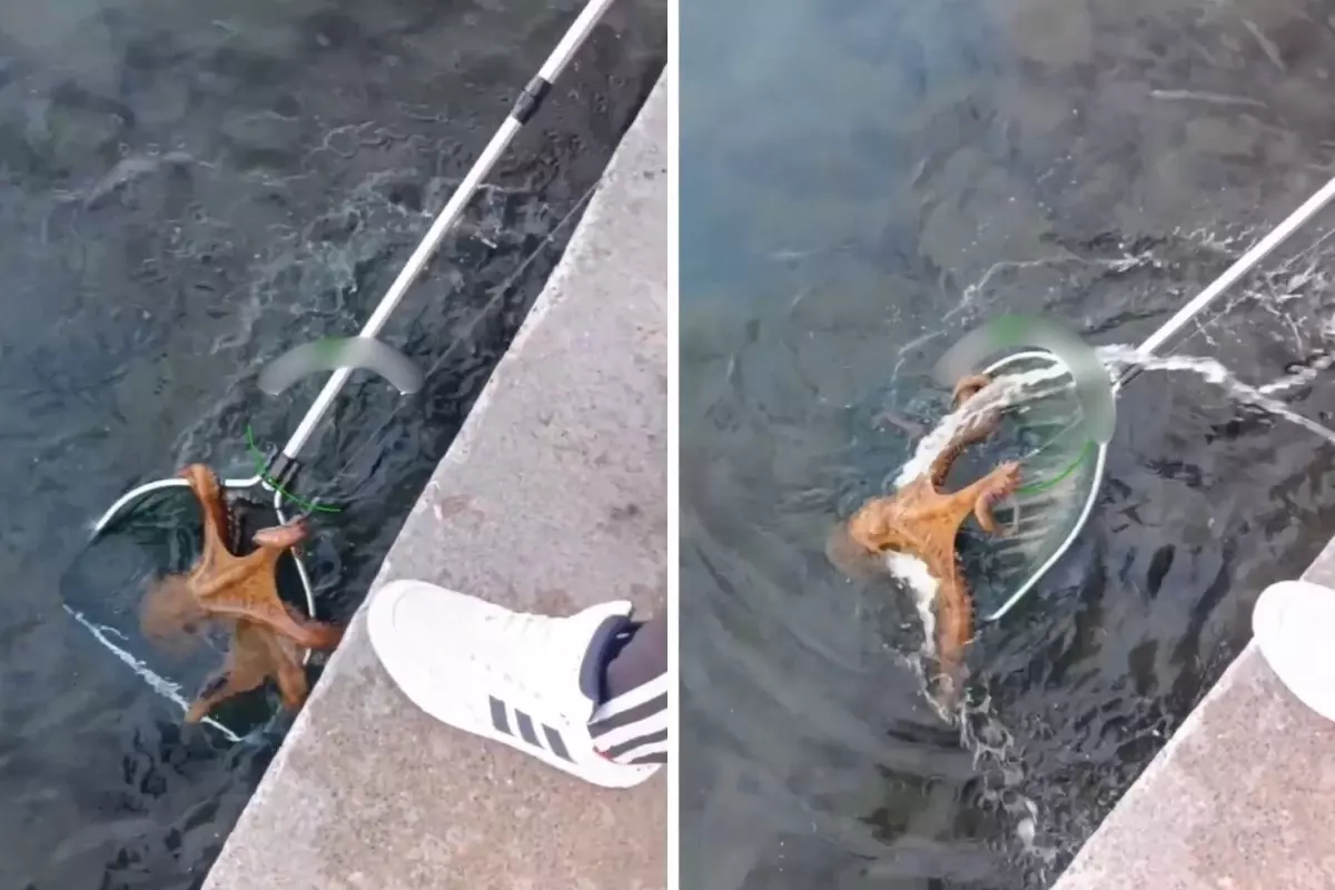 Aliağa’da 7 Kiloluk Dev Ahtapot Şaşırttı!