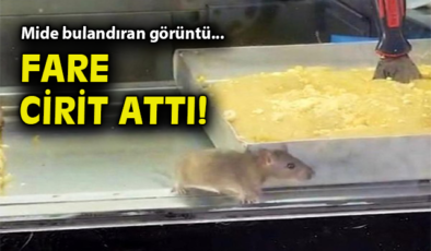 Buca’da Hijyen Skandalı: Fareli Börekçi Mühürlendi!