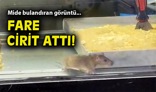 Buca’da Hijyen Skandalı: Fareli Börekçi Mühürlendi!