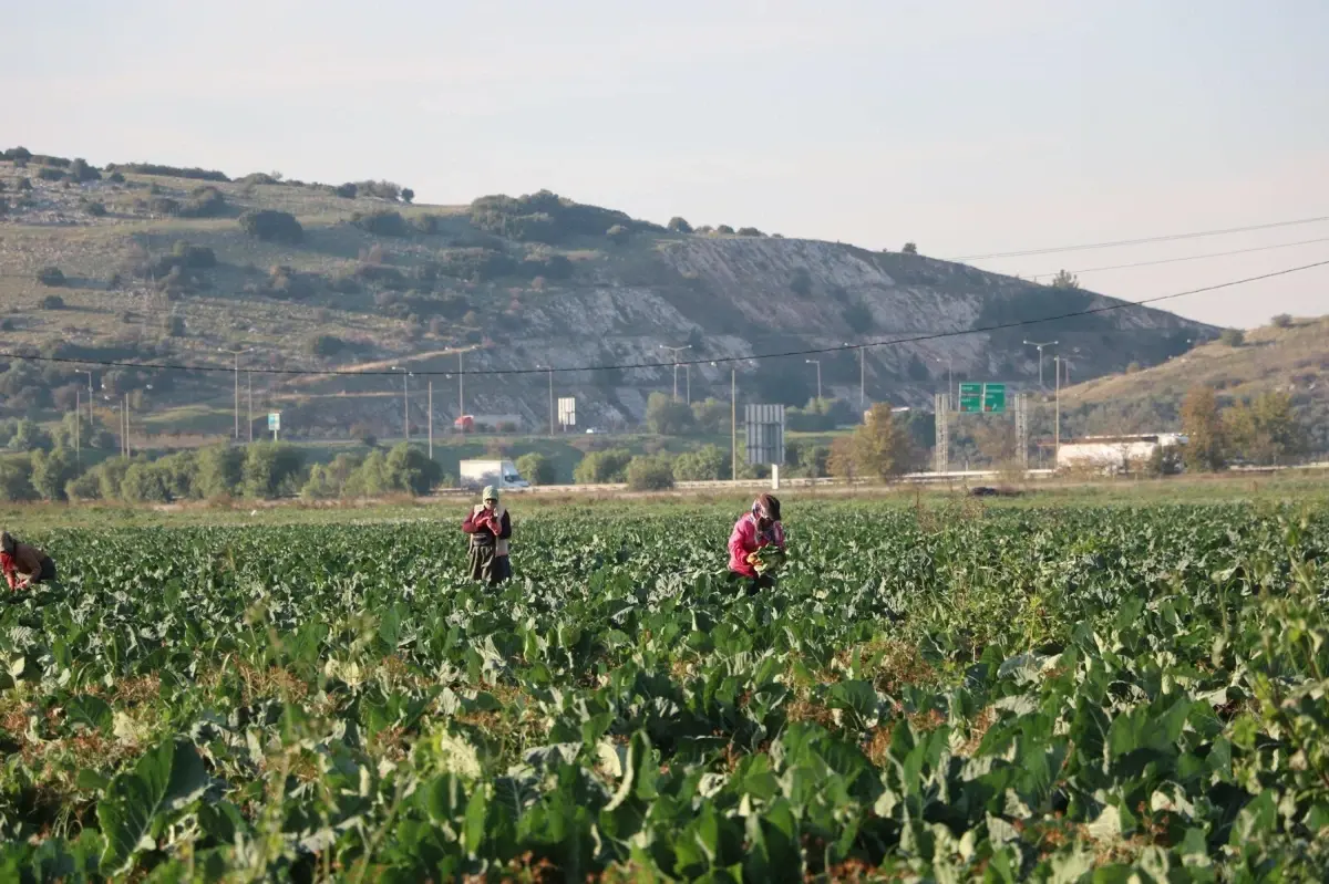 İzmir’de Kış Sebzelerinde Bolluk ve Düşen Fiyatlar
