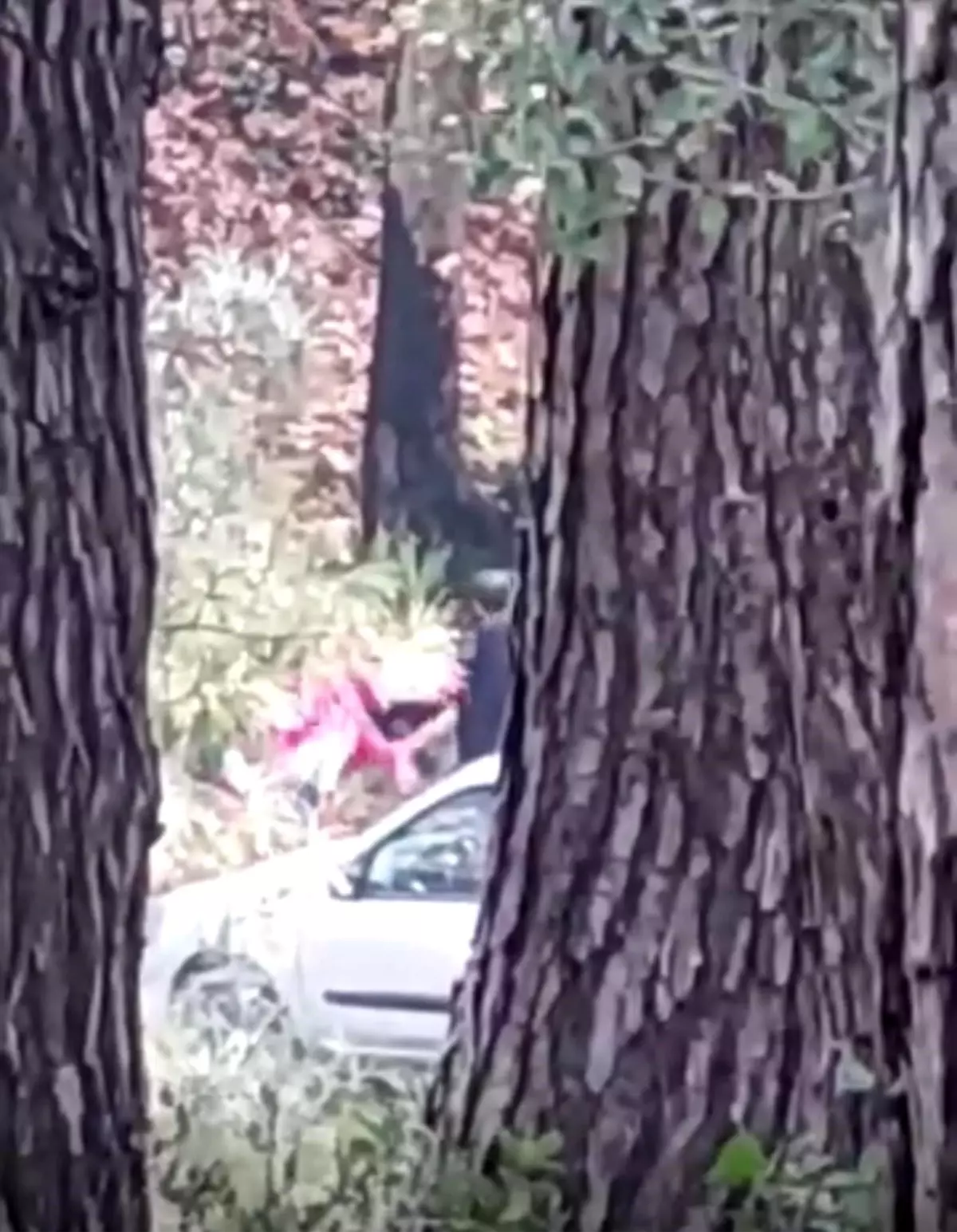 Ormanda Kadın Darbı: Şüpheli Hızla Yakalandı!