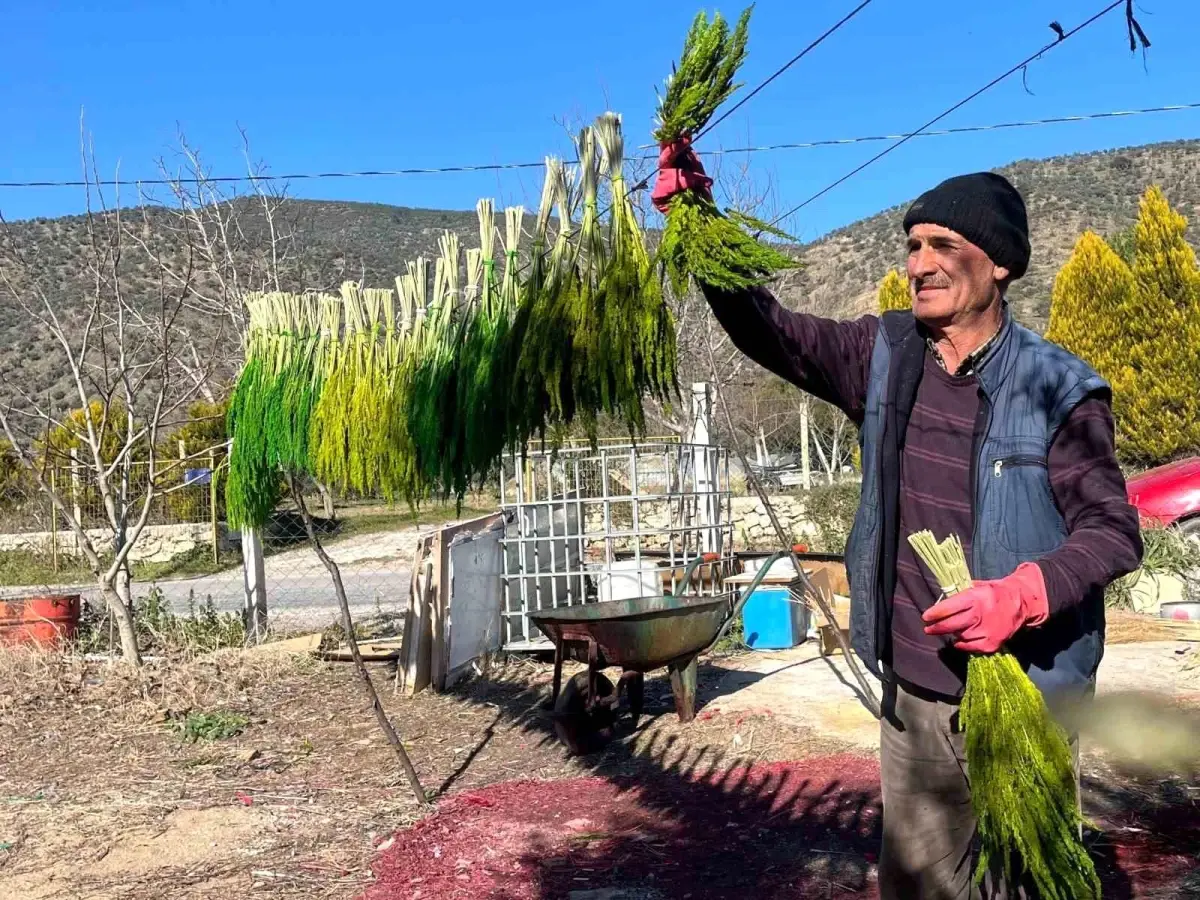 Bayındır’da Nergis Festivali Coşkuyla Başlıyor!