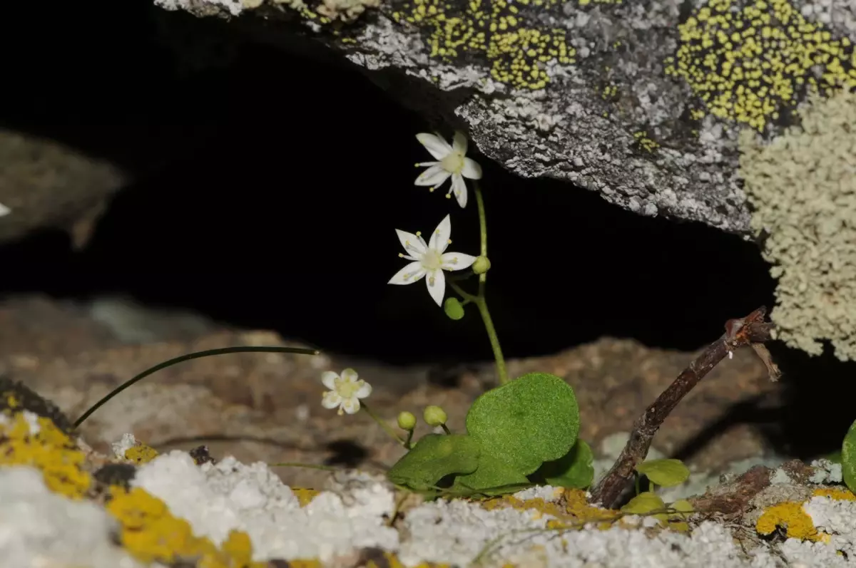 İzmir’de Yeni Endemik Bitki Türü Keşfedildi!
