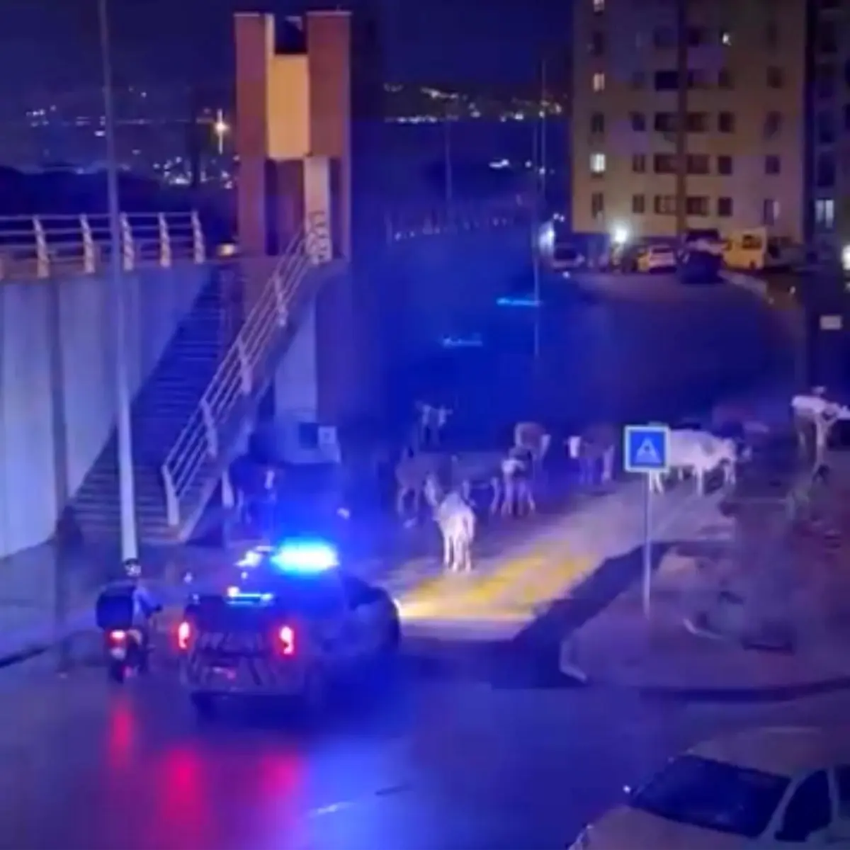 Polis İnekleri Uzaklaştırırken Gülümsetti!