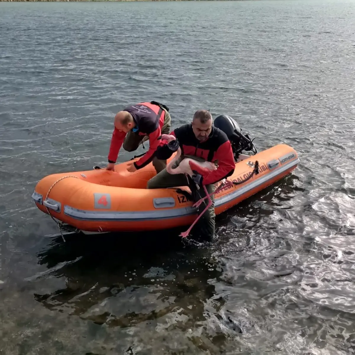 Flamingo Kurtarma Operasyonu İzmir’de Başarıyla Tamamlandı