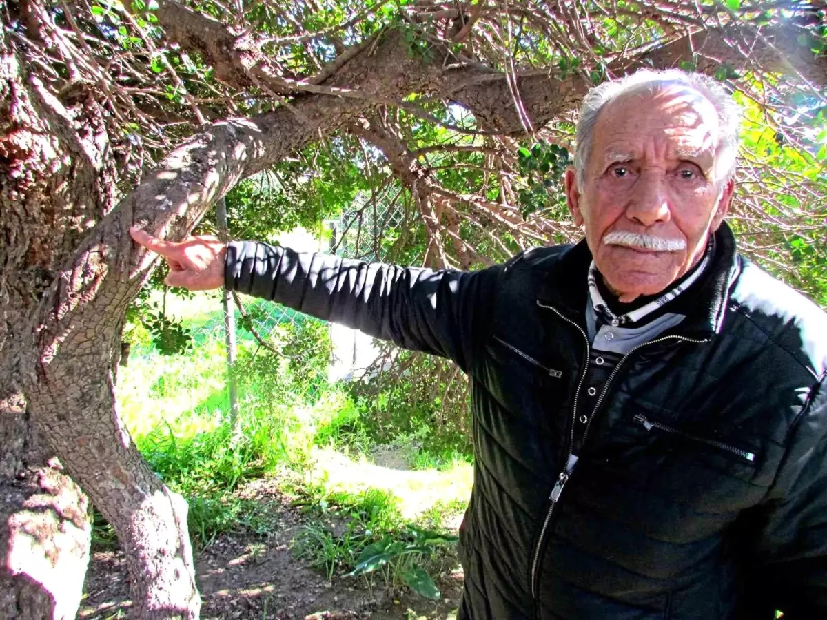 Alaçatı’da Sakız Üretiminin 70 Yılına Yolculuk