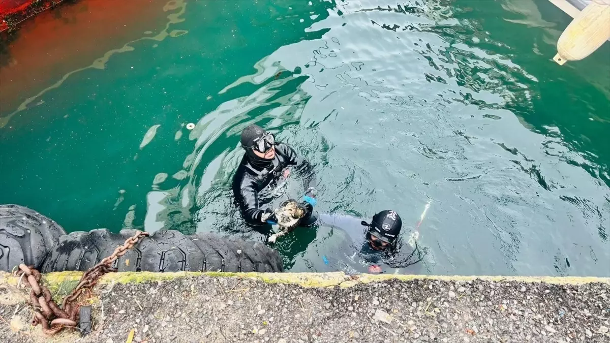 Kedi İskelenin Altında Mahsur Kaldı, Kurtarıldı!