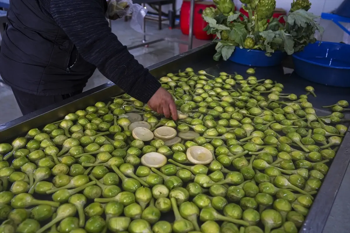 İzmir’de Sakız Enginarında Verim Patladı!