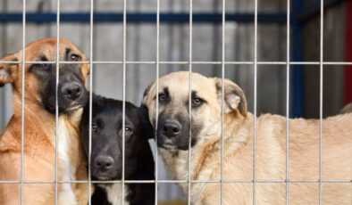 Hızır Haşim Kaya’dan Ramazan Boyunca İftar Çadırı